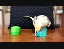 とりあえず上に乗ってみたいオカメインコ
