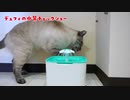 うちの猫、猫用給水器の使い方を間違っている気がするんですが…【Petacc給水器】