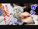 猫が離してくれないのでデートに行くのを諦めました