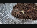 [冬はつとめて]タランチュラ飼育日記その３１[いや、コンビニおでんだろ]