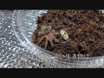 [冬はつとめて]タランチュラ飼育日記その３１[いや、コンビニおでんだろ]