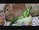 鳥と兎どっちも飼ってると毎日たのしい