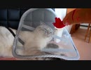 まんまと罠にはまった猫の衝撃の脱出方法とは？