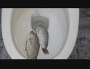 魚をトイレに流してみた