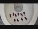 ゴキブリをトイレに流してみた