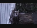 子猫発見！「今度は誰の子？」