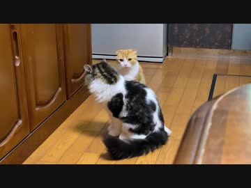 にゃんファイト
