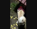 いつでもどこでも爆睡中でもオナラを爆誕させる柴犬