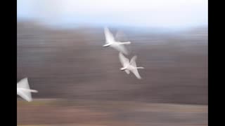 ヴィンテージデジタル