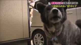 「愛犬マルを助けてくれてありがとう」双葉町民の感謝の気持ちを伝えるプロジェクト【福島発】