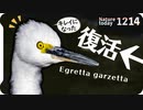 1214【出血怪我コサギが復活変顔】青い宝石カワセミ、カラスの顔アップ。カルガモの小競り合いやセキレイの捕食、カイツブリにオオバン【 #今日撮り野鳥動画まとめ 】 #身近な生き物語