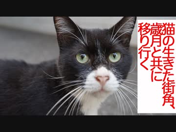 猫たちが生きた街、過ぎ行く歳月と共に移り行く