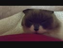 毛布の中に猫がいる幸福