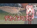 【アクアリウムVOICEROID部】死神茜ちゃんのアクアリウム日記7【ベタちゃんお迎えとデカイミナミヌマエビ】