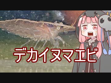 【アクアリウムVOICEROID部】死神茜ちゃんのアクアリウム日記7【ベタちゃんお迎えとデカイミナミヌマエビ】