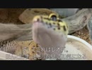 [刮目セヨ]タランチュラ飼育日記その３２[之レオパ也]
