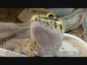 [刮目セヨ]タランチュラ飼育日記その３２[之レオパ也]