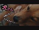 【アスリート魂】元ガチ・アスリートの義母が鍛えたら！元老人の愛犬でのんびり犬も→俊敏な犬に！生活環境で恐ろしい・・・【朗読】