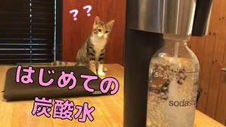 生まれて初めて炭酸水を見た猫の反応が想像を超えました【キジ三毛のまる】