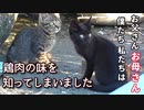魚を取られたくないので下に置けず、まるごと咥えてしまったため食べられないままずっと唸っている子猫