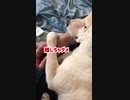 お膝で顎乗せして眠る為にお母ちゃんの手をしっかりホールドする柴犬