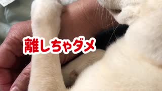 お膝で顎乗せして眠る為にお母ちゃんの手をしっかりホールドする柴犬