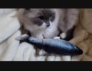 ピコピコする魚と対決