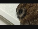 高齢フクロウのクチバシ事情