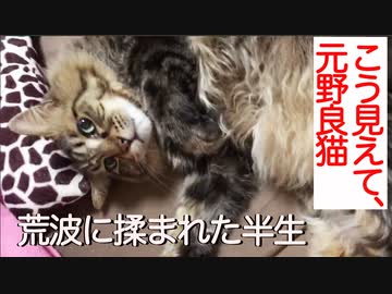 高貴なたぬき猫、野良猫社会の荒波を生きる