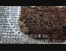 [大注目！]タランチュラ飼育日記その３３[無変化！残念！]