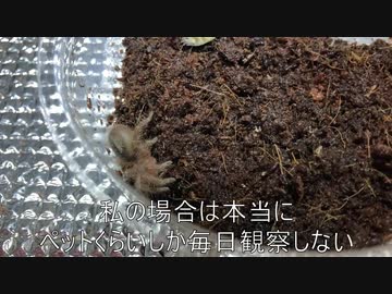 [大注目！]タランチュラ飼育日記その３３[無変化！残念！]