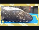 【剣盾】水族館パでワイワイバトル：25【仲間大会】