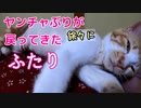 押入れで独特の動き、その後なぜか驚いた顔をする三毛猫など