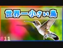 【ゆっくり解説】世界一小さい鳥とは？【今日の豆知識】