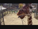 キリンを近くで見られる動物園