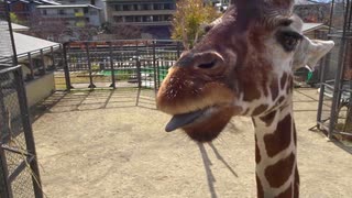 キリンを近くで見られる動物園