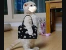 ニサルガダッタ・マハラジが指し示したもの 26　1973 - Bruno E.