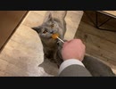 異常なまでにアイスに群がる猫たちはこちら♡