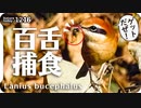 1216【モズ捕食】猛禽類チョウゲンボウの飛翔、ネズミモチがヒヨドリに食べられる。カワセミ構造色、カイツブリ潜水、ナンキンハゼとムクドリ。スズメとフェンス #今日撮り野鳥動画まとめ  #身近な生き物語