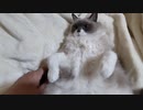 やんのか?オラー!!(ケリケリケリケリ)