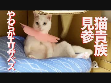 ウチューネコチャン、エリザベスを装着して猫貴族となる