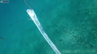 “神秘の深海魚”生きた姿でみつかる 静岡