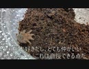 [無関係な文章]タランチュラ飼育日記その３４[無関心な関係]