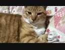 虎猫の肉球をにぎにぎ