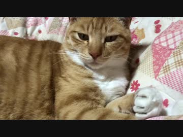 虎猫の肉球をにぎにぎ