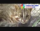 絶滅危惧種のツシマヤマネコ　知られざる生態