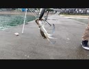 【#2 釣り動画】衝撃！ヤエン釣りでワタリガニ釣っちゃいました！福井県敦賀！エギング、ヤエン釣り遠征！