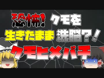 【ゆっくり解説】蜘蛛に寄生して洗脳する「クモヒメバチ」の生態