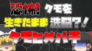 【ゆっくり解説】蜘蛛に寄生して洗脳する「クモヒメバチ」の生態