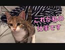 眠いけど「仕事」をやり遂げる猫がかわいい